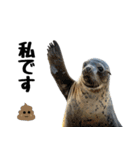 もちもちゴマフアザラシのアクション集（個別スタンプ：19）