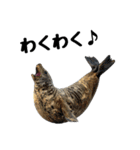 もちもちゴマフアザラシのアクション集（個別スタンプ：20）