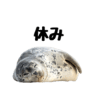 もちもちゴマフアザラシのアクション集（個別スタンプ：21）