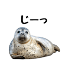 もちもちゴマフアザラシのアクション集（個別スタンプ：22）