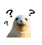 もちもちゴマフアザラシのアクション集（個別スタンプ：23）