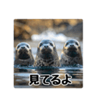 もちもちゴマフアザラシのアクション集（個別スタンプ：24）