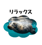 もちもちゴマフアザラシのアクション集（個別スタンプ：25）
