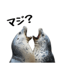 もちもちゴマフアザラシのアクション集（個別スタンプ：26）