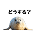 もちもちゴマフアザラシのアクション集（個別スタンプ：27）