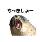 もちもちゴマフアザラシのアクション集（個別スタンプ：28）