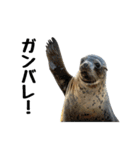もちもちゴマフアザラシのアクション集（個別スタンプ：29）