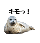 もちもちゴマフアザラシのアクション集（個別スタンプ：31）
