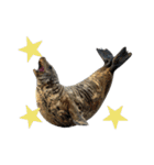 もちもちゴマフアザラシのアクション集（個別スタンプ：33）