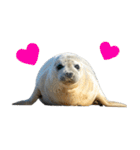 もちもちゴマフアザラシのアクション集（個別スタンプ：34）