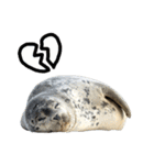 もちもちゴマフアザラシのアクション集（個別スタンプ：35）