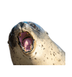 もちもちゴマフアザラシのアクション集（個別スタンプ：36）