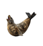 もちもちゴマフアザラシのアクション集（個別スタンプ：37）