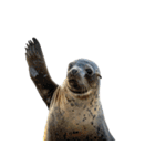 もちもちゴマフアザラシのアクション集（個別スタンプ：38）