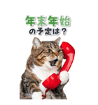 毎年使える♪リアルなにゃんこの年末年始（個別スタンプ：5）