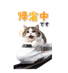 毎年使える♪リアルなにゃんこの年末年始（個別スタンプ：6）