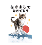 毎年使える♪リアルなにゃんこの年末年始（個別スタンプ：10）