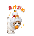 毎年使える♪リアルなにゃんこの年末年始（個別スタンプ：11）