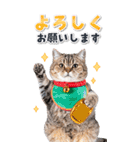 毎年使える♪リアルなにゃんこの年末年始（個別スタンプ：13）