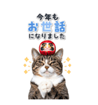 毎年使える♪リアルなにゃんこの年末年始（個別スタンプ：14）