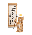 毎年使える♪リアルなにゃんこの年末年始（個別スタンプ：16）