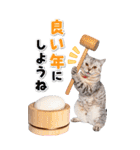 毎年使える♪リアルなにゃんこの年末年始（個別スタンプ：17）