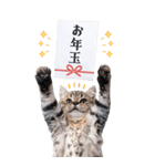 毎年使える♪リアルなにゃんこの年末年始（個別スタンプ：19）