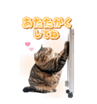 毎年使える♪リアルなにゃんこの年末年始（個別スタンプ：21）