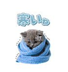 毎年使える♪リアルなにゃんこの年末年始（個別スタンプ：22）