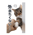 毎年使える♪リアルなにゃんこの年末年始（個別スタンプ：23）