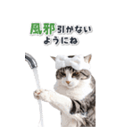 毎年使える♪リアルなにゃんこの年末年始（個別スタンプ：25）