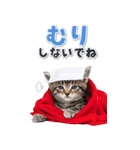 毎年使える♪リアルなにゃんこの年末年始（個別スタンプ：26）