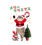 毎年使える♪リアルなにゃんこの年末年始（個別スタンプ：29）