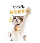 毎年使える♪リアルなにゃんこの年末年始（個別スタンプ：32）