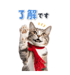 毎年使える♪リアルなにゃんこの年末年始（個別スタンプ：33）