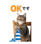 毎年使える♪リアルなにゃんこの年末年始（個別スタンプ：34）