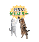 毎年使える♪リアルなにゃんこの年末年始（個別スタンプ：36）
