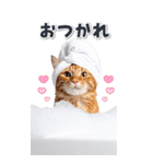 毎年使える♪リアルなにゃんこの年末年始（個別スタンプ：37）