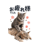 毎年使える♪リアルなにゃんこの年末年始（個別スタンプ：38）