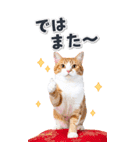 毎年使える♪リアルなにゃんこの年末年始（個別スタンプ：39）