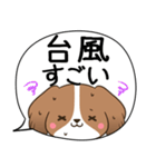 でか文字♦災害安否用♦コイケルのスタンプ（個別スタンプ：12）