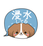 でか文字♦災害安否用♦コイケルのスタンプ（個別スタンプ：18）