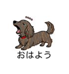 名前入りダックスロングレッドブリンドル（個別スタンプ：3）