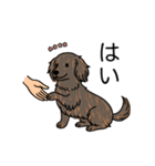 名前入りダックスロングレッドブリンドル（個別スタンプ：6）