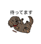 名前入りダックスロングレッドブリンドル（個別スタンプ：10）