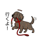 名前入りダックスロングレッドブリンドル（個別スタンプ：11）