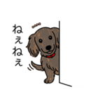 名前入りダックスロングレッドブリンドル（個別スタンプ：12）