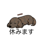 名前入りダックスロングレッドブリンドル（個別スタンプ：16）