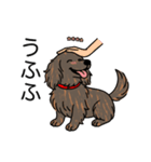 名前入りダックスロングレッドブリンドル（個別スタンプ：19）