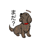 名前入りダックスロングレッドブリンドル（個別スタンプ：20）